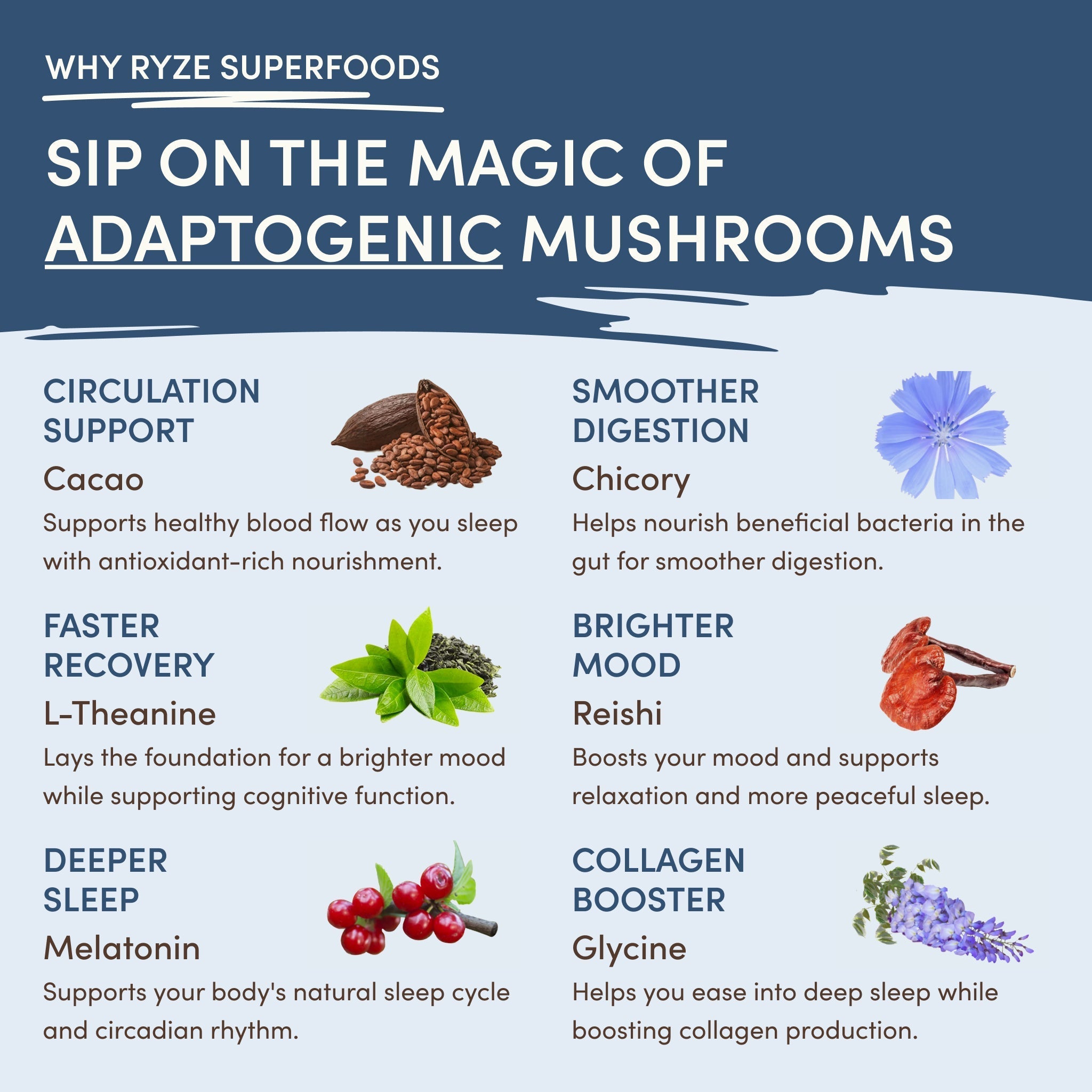 Mushroom Hot Cocoa (20 servings) - The Mushroom Cup
