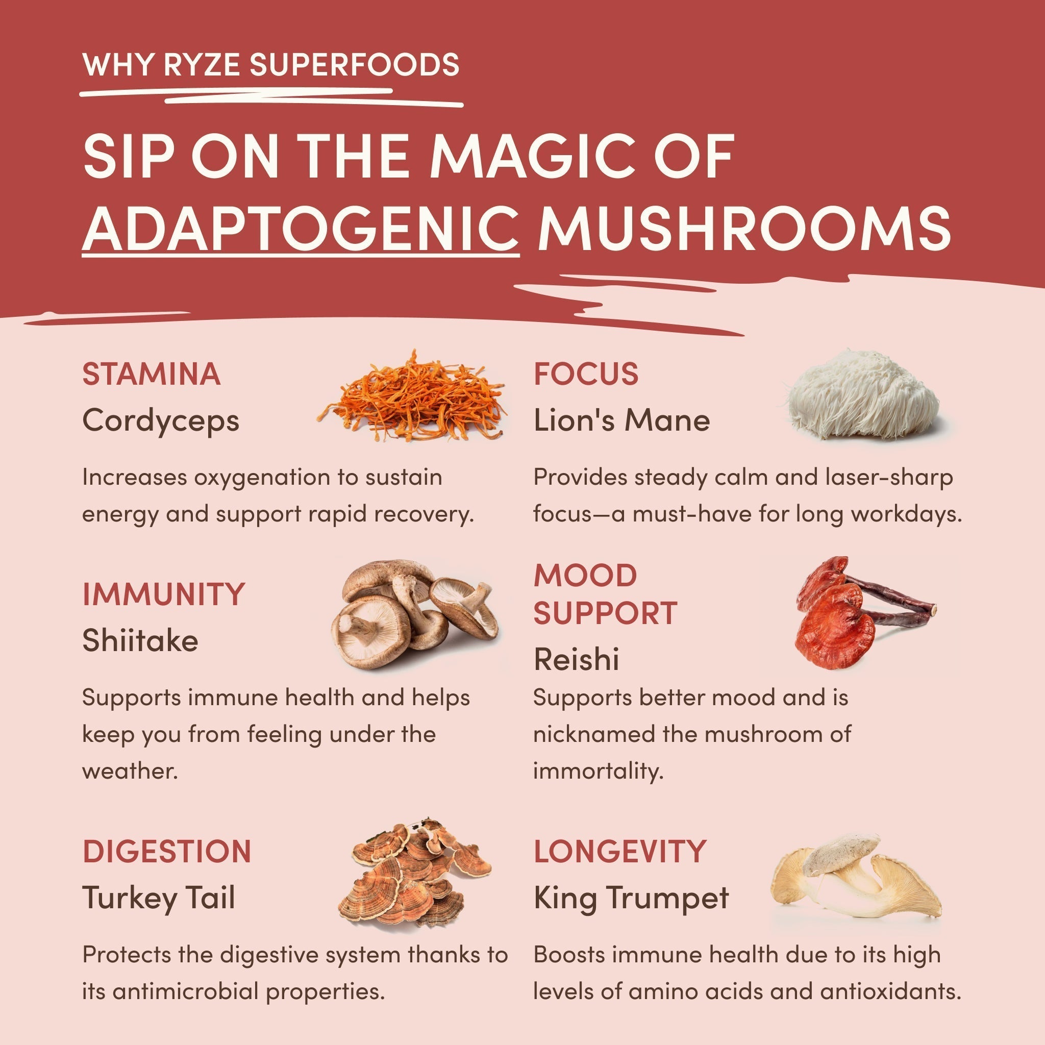 Mushroom Chai (20 Servings) - Modern Coffee Ritual